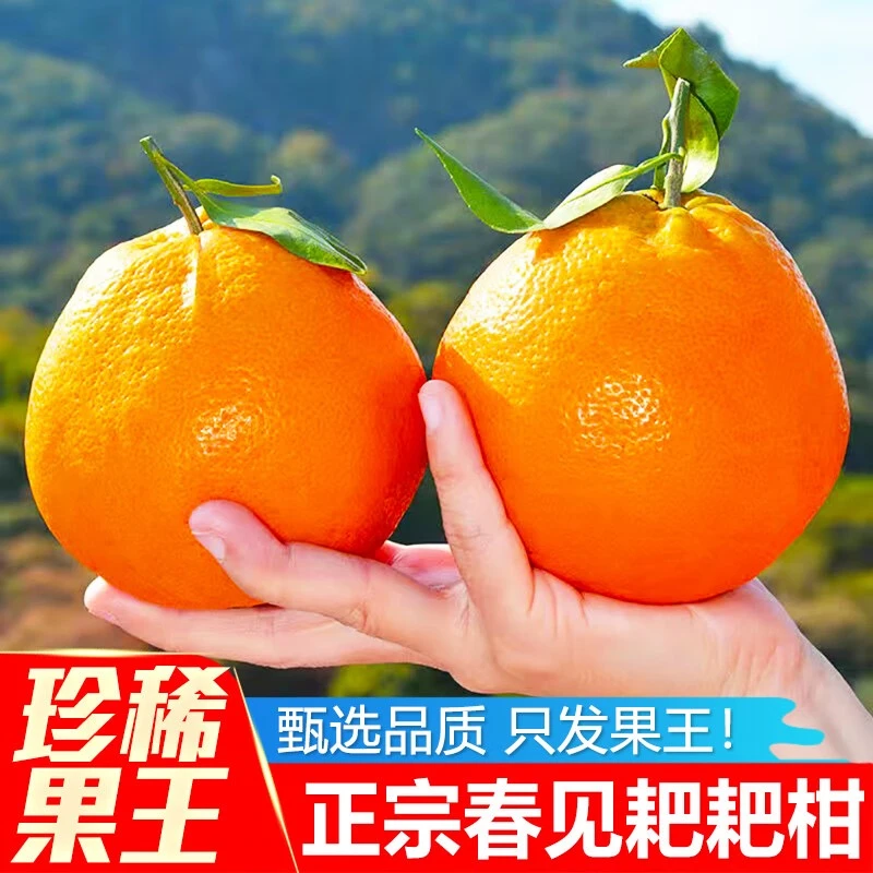 正宗甜蜜春见耙耙柑不知火甜蜜耙耙柑粑粑橘子柑橘水果粑粑柑丑橘