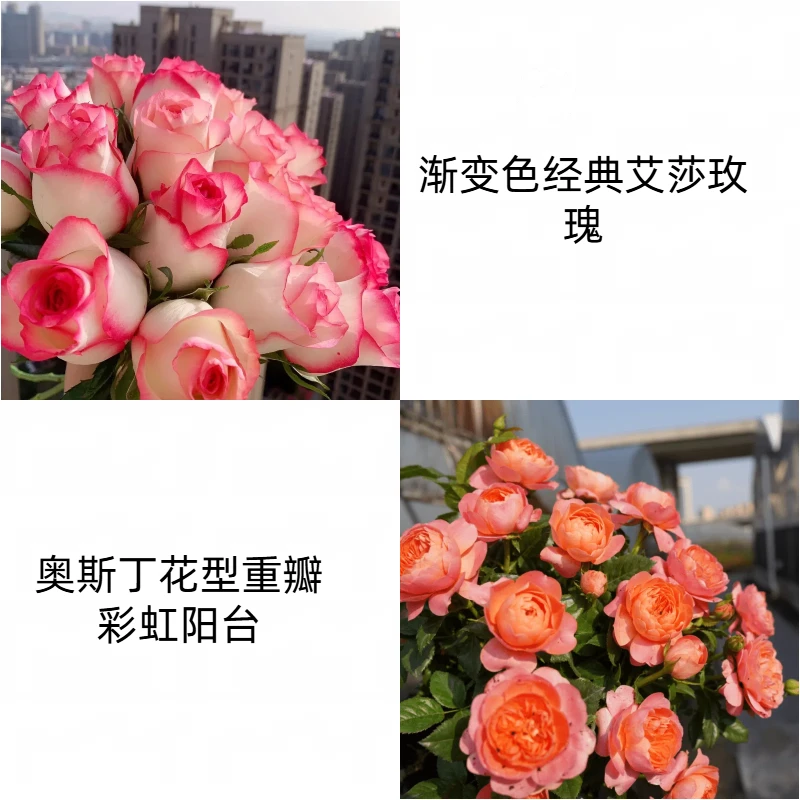 翔云花园【艾莎+彩虹】 盆栽月季阳台月季庭院花卉多季节开花植物