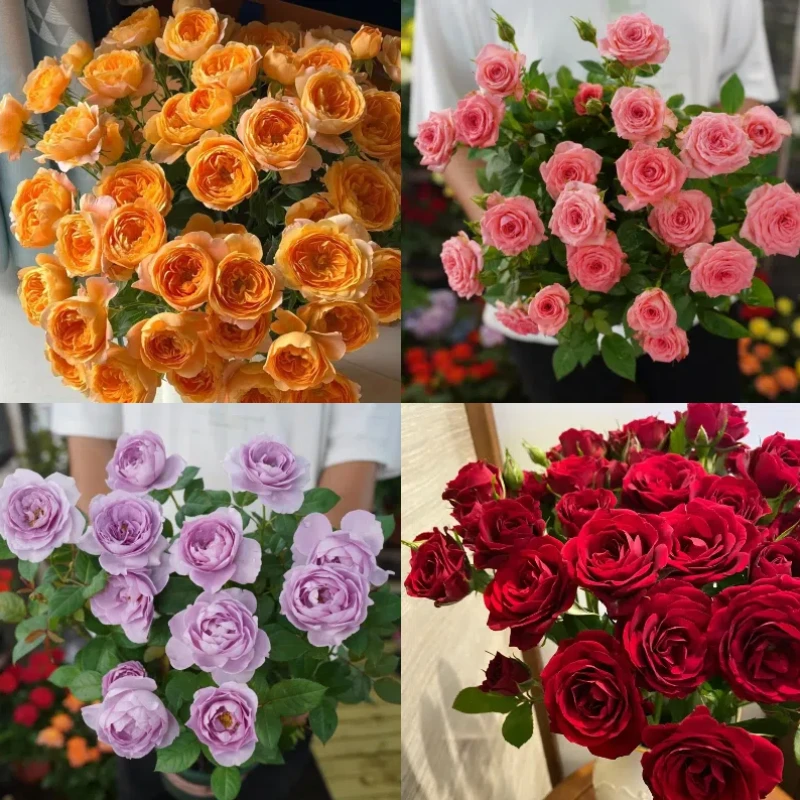 翔云花园浓香淡紫色新手大号月季花盆栽阳台好养的花园绿植大花