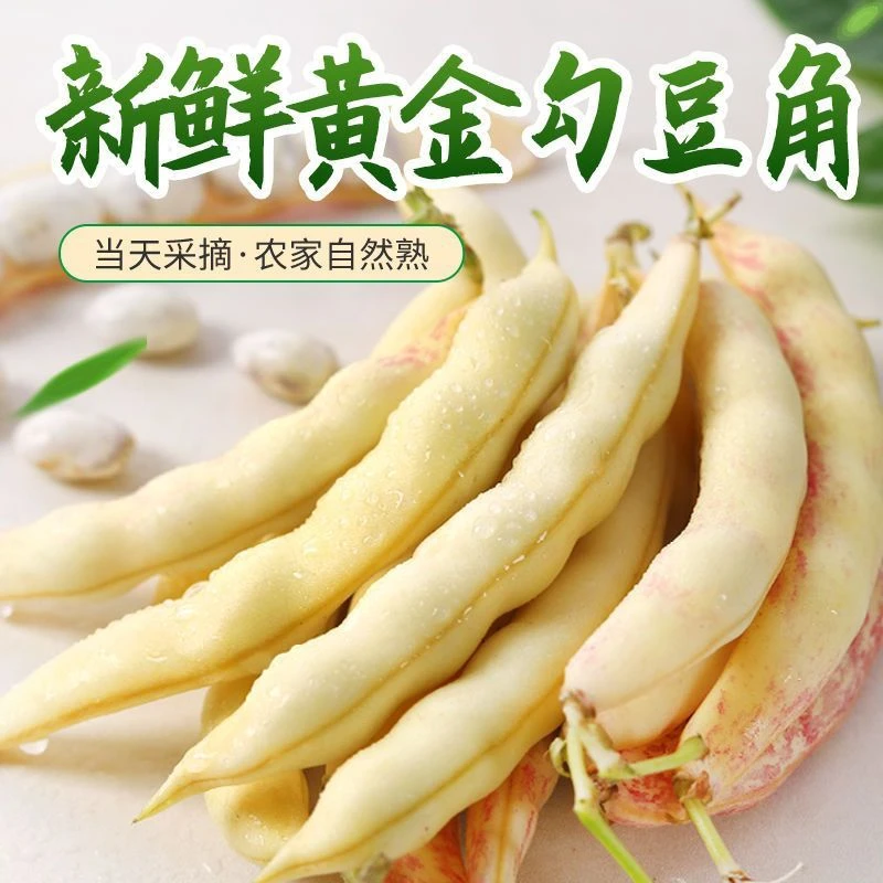 东北勾黄豆角东北特产黄金钩豆角农家种植新鲜采摘黄金勾豆角包邮