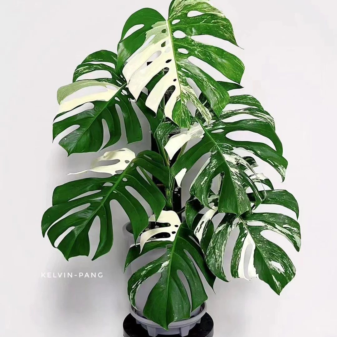 嘉汇园艺洒金龟背竹链接 保温链接