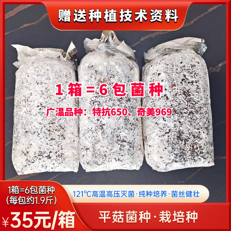 平菇栽培菌三级种纯种菌种基地菌包棉籽壳黑色平菇菌包菌棒秋冬季