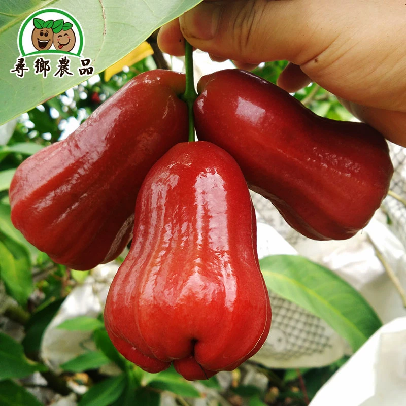 【顺丰包邮】三亚黑金刚莲雾净重2/10斤热带海南当季新鲜水果脆甜大