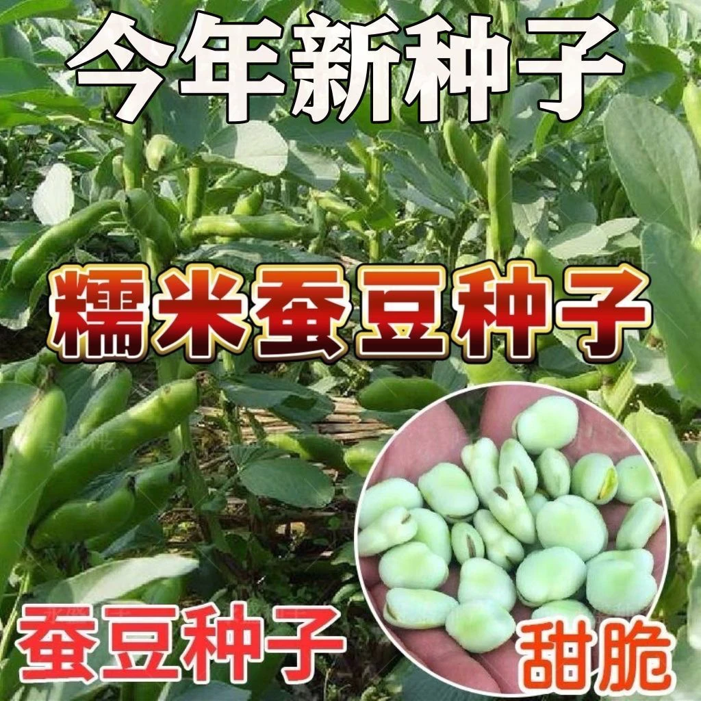 糯米蚕豆特大高产蚕豆种子罗汉豆籽绿心薄皮早熟耐寒蔬菜种子大全