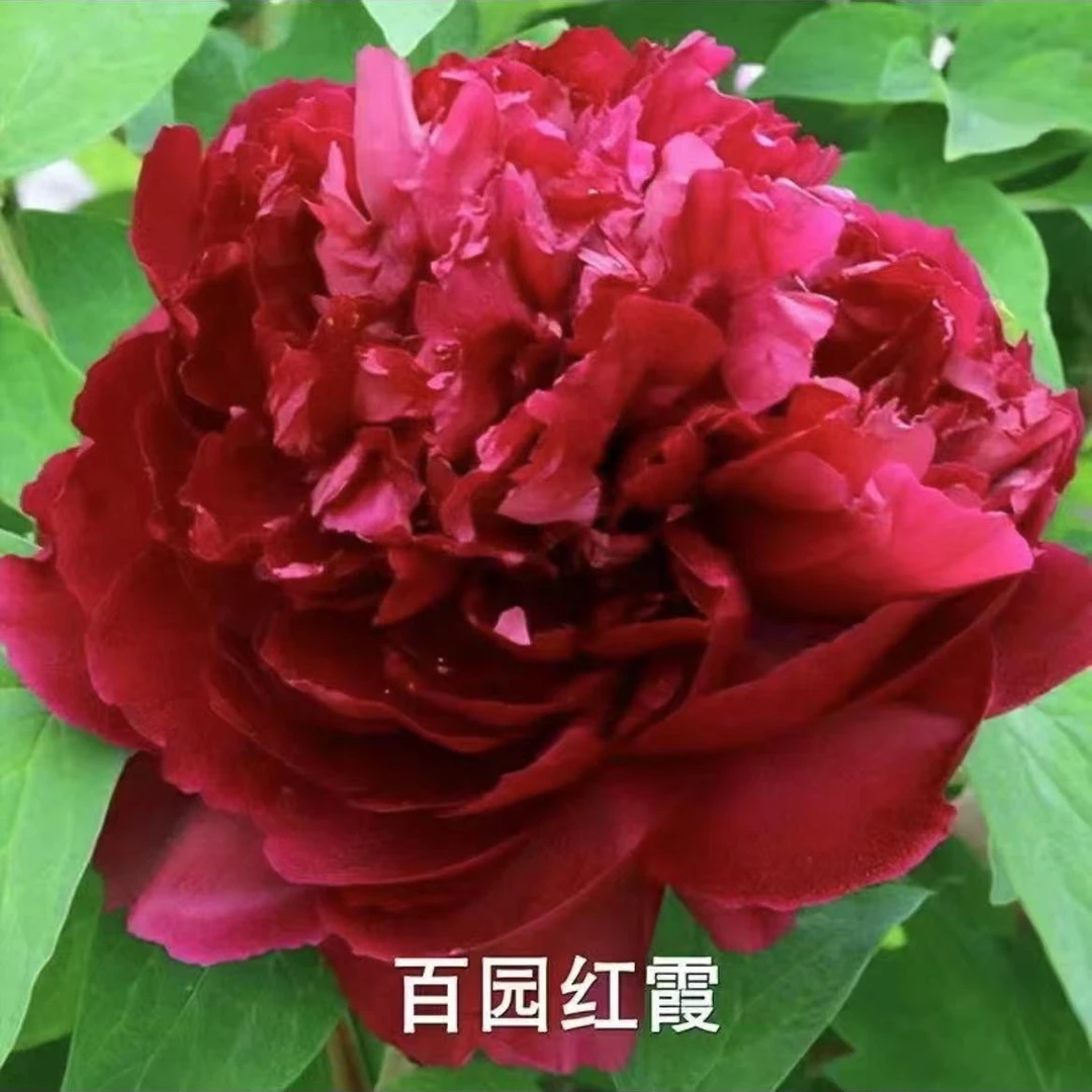 【红色】【百园红霞】菏泽基地直发对版对花观赏