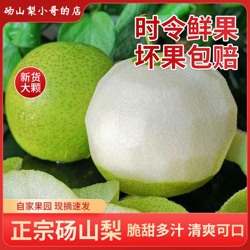 正宗砀山青梨皇冠梨新鲜水果当季现摘现发脆甜多汁