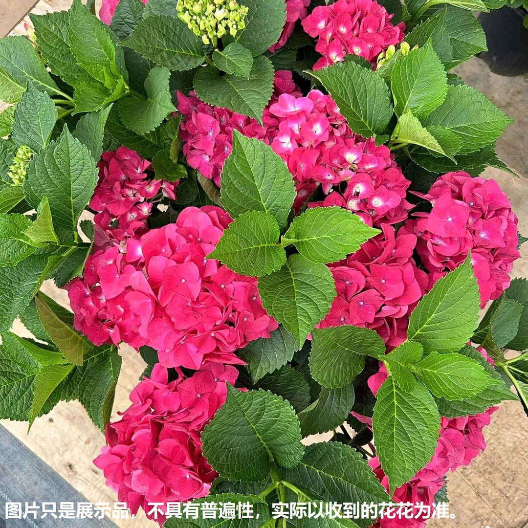 【中国红夏季绣球精选】一物一拍-庭院阳台盆栽基地直发 新手好养