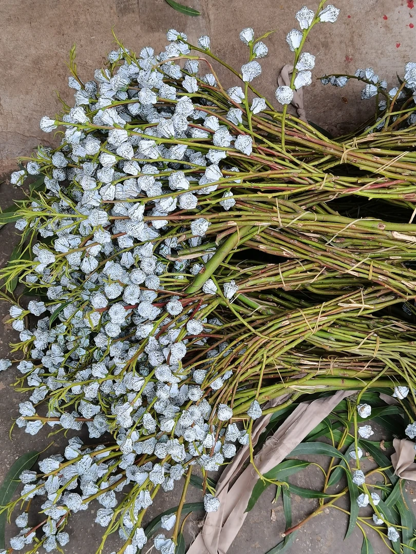 【尤加利果】云南原产地直发新鲜发货，可做干花