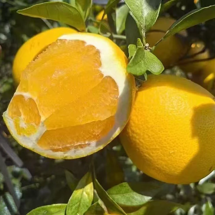 赣南脐橙【木易专属】正宗江西农家皮薄细腻赣州酸甜橙子