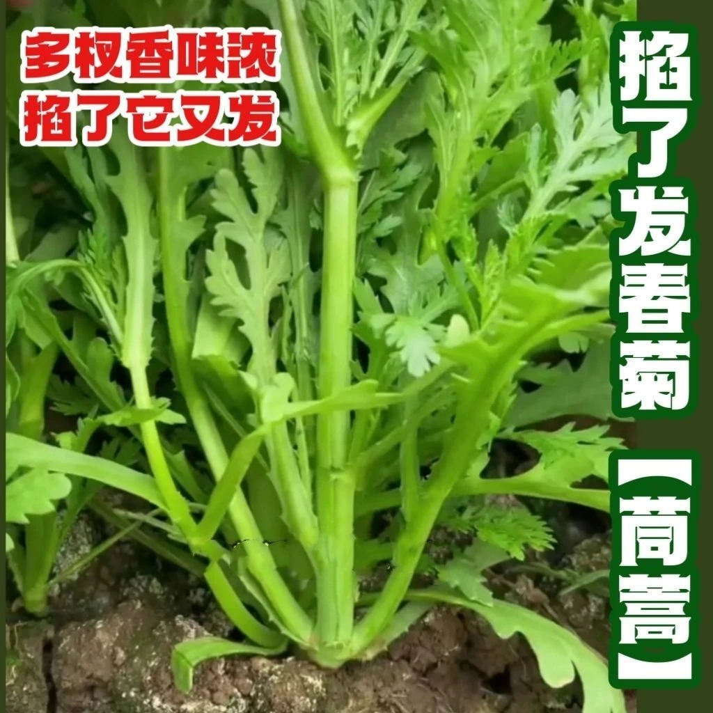 分多多茼蒿种子原装皇帝菜中叶茼蒿四季冰菜青菜盆栽庭院蔬菜种子