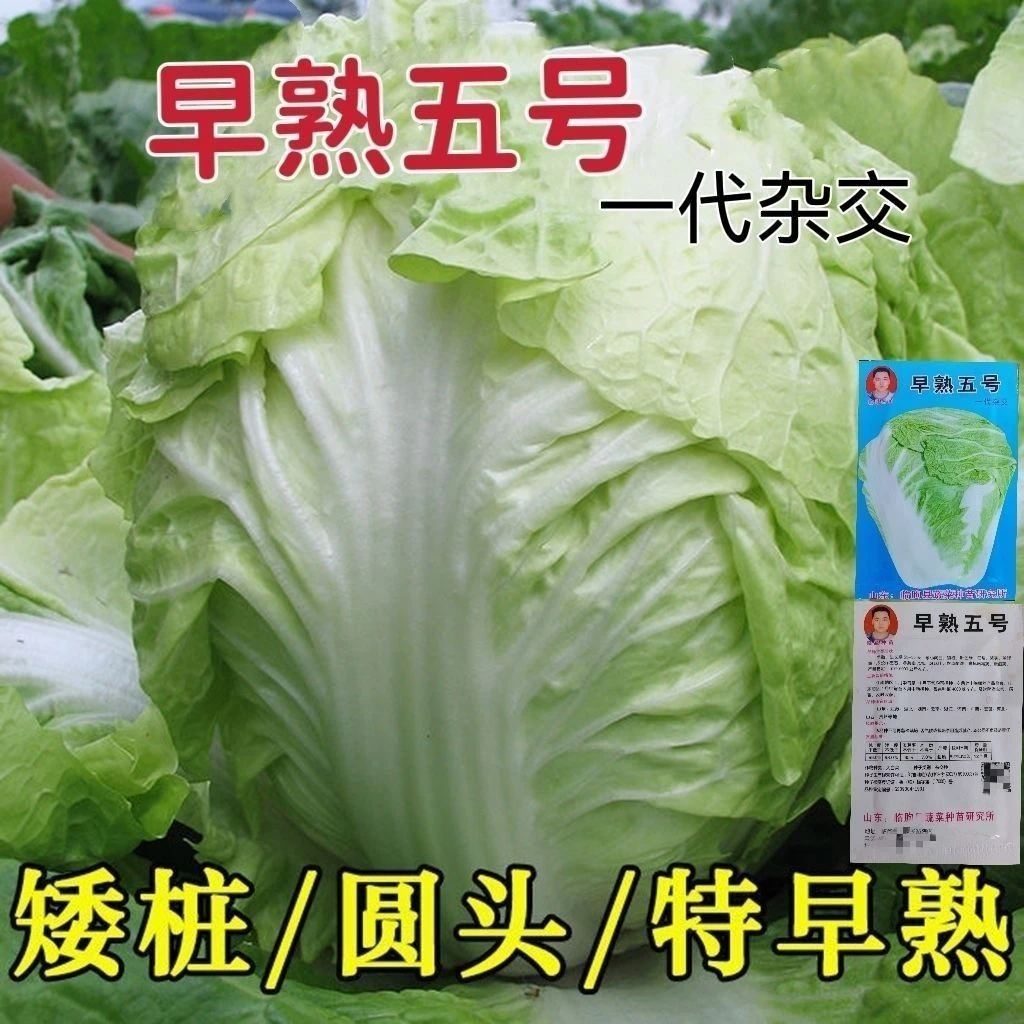 早熟五号大白菜种子50天高产早熟耐高温大白菜种籽娃娃菜白菜种子