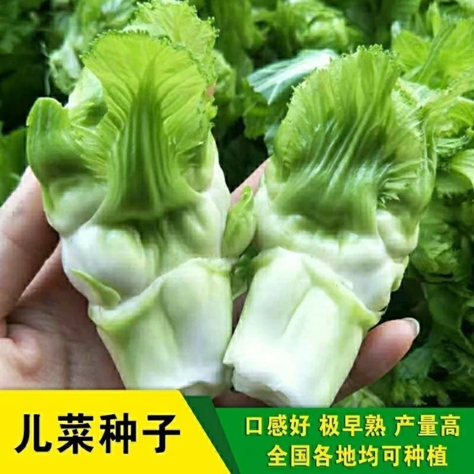 【原装新种】儿菜种子四川特产四季播娃娃菜蔬菜种子早熟易种原装