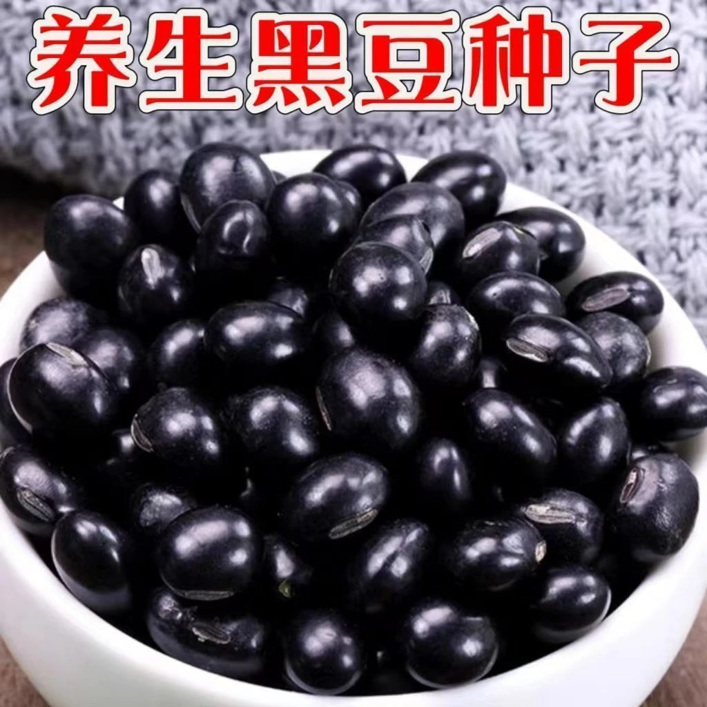 绿芯黑豆种子养生黑豆种子非转基因高产大粒黑豆种子特大高产豆籽
