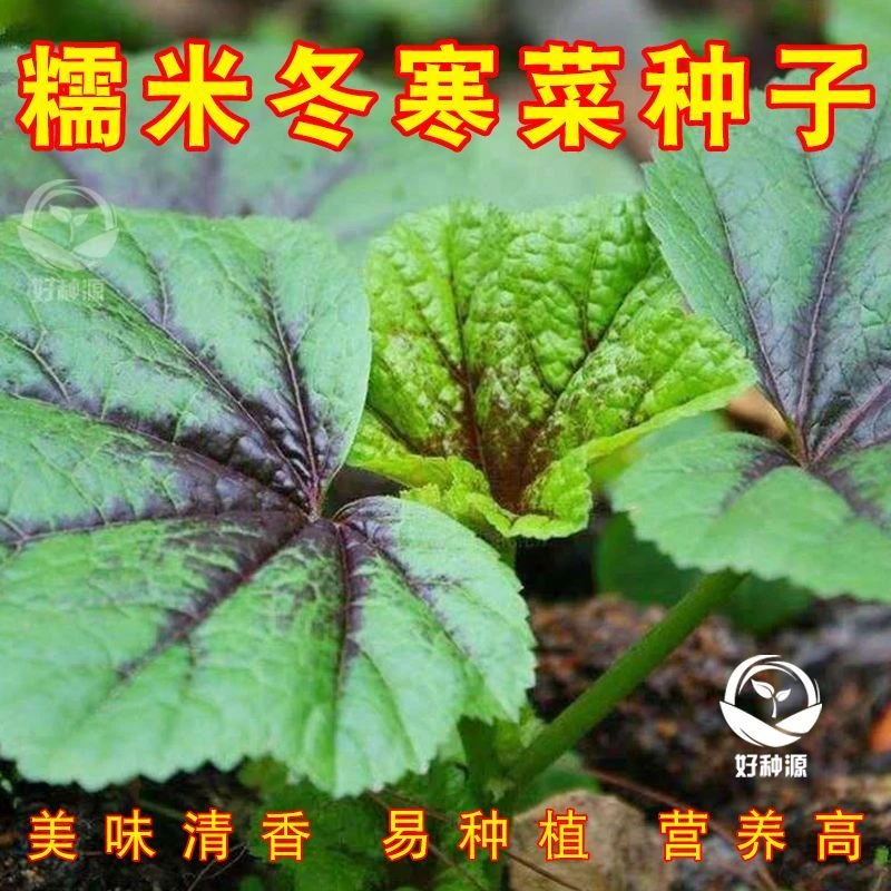 糯米蔬菜种子冬寒菜种子苋菜冬葵菜滑肠菜高钙成品蔬菜种籽四季种