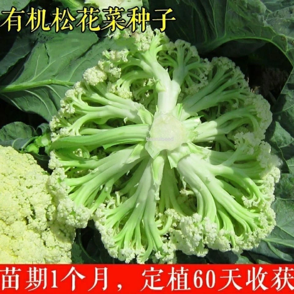 有机松花菜种子白色散花青梗有机花椰菜高产耐寒耐湿易种花菜种子