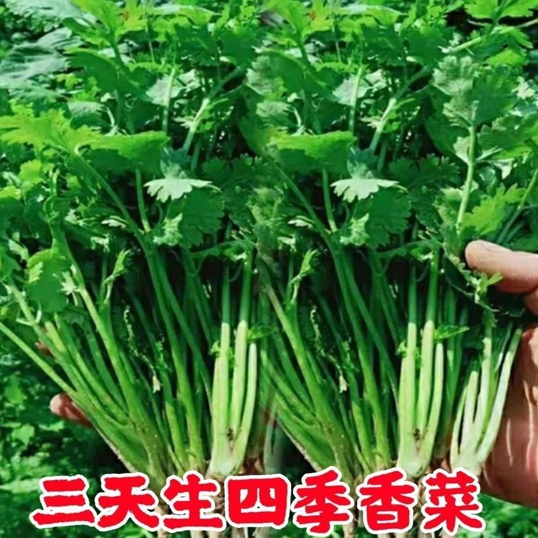四季大叶香菜速生香菜浓香高产三天生香菜农家种香菜新鲜蔬菜大全