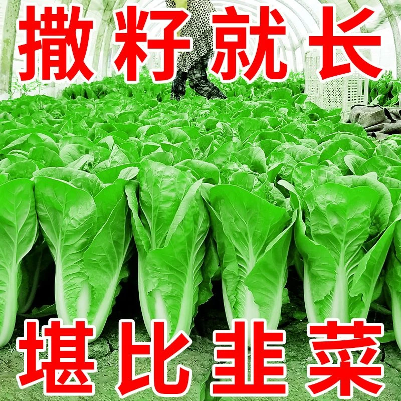 快菜种子20天四季速生耐热耐高温蔬菜种子奶油小白菜种籽杂交种子