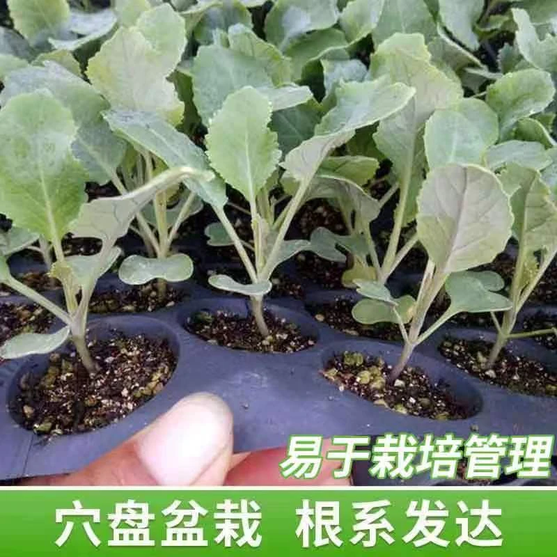 四季包菜甘蓝高产基地盆栽地栽优质包菜秧苗健康绿色强苗抗病耐寒