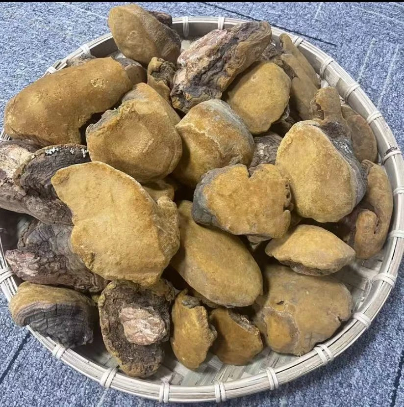 【主播精选】桑树桑黄 可搭配枸杞