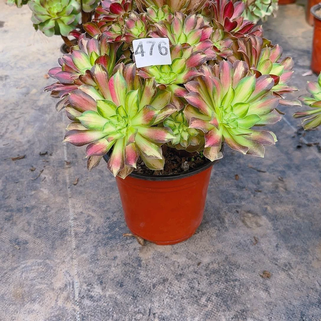 摩托级别一颗带拉斯476