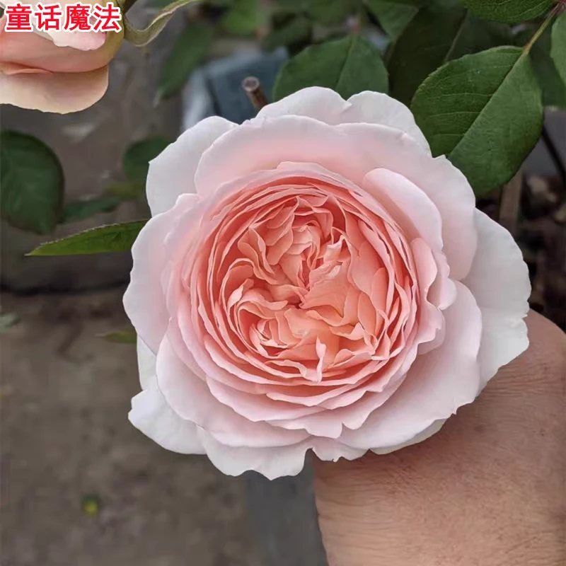 新品童话魔法月季苗灌木大花浓香庭院阳台盆栽四季开花玫瑰花苗