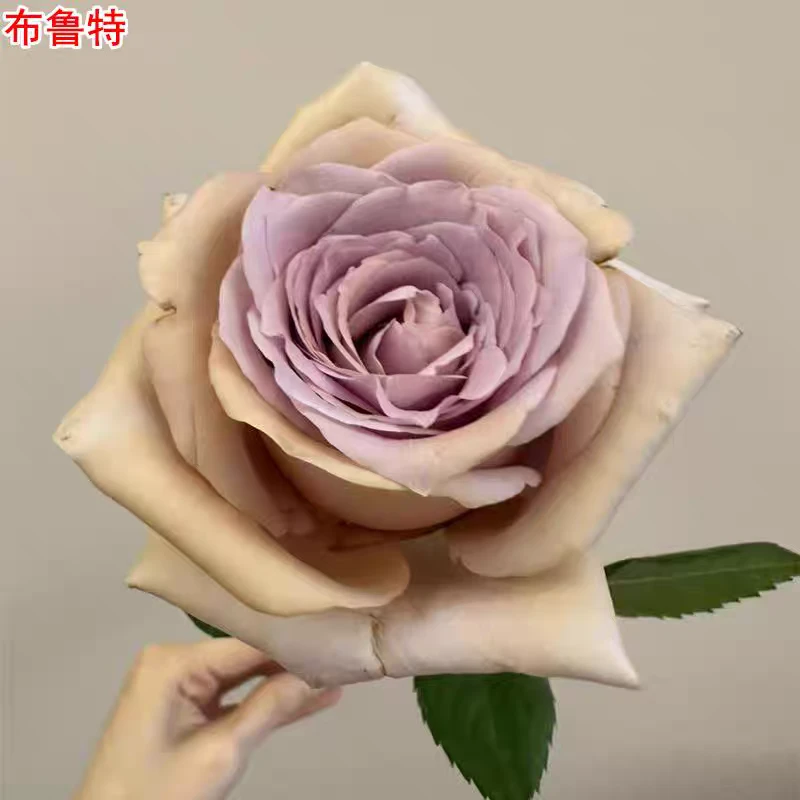 新品布鲁特月季灌木大花花色多变庭院阳台盆栽四季开花切花玫瑰