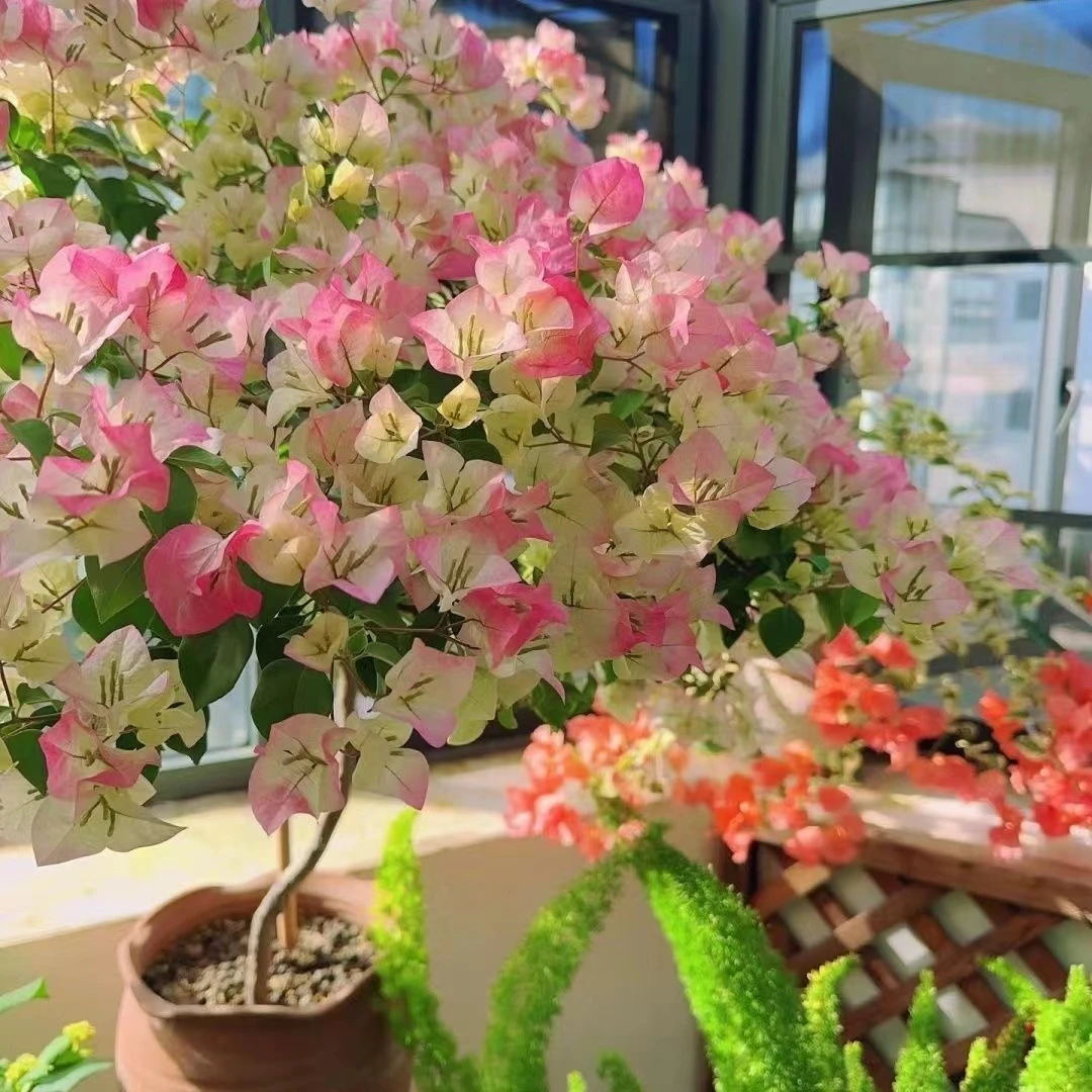 绿樱勤花三角梅高杆飘枝庭院阳台爬藤绿植花卉盆栽好养四季开花