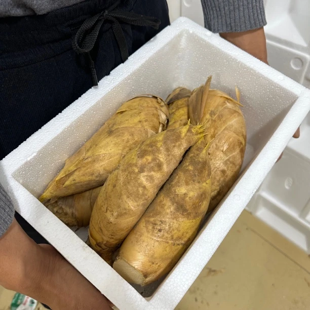 2025年福建黄泥新鲜冬笋山货现挖现发