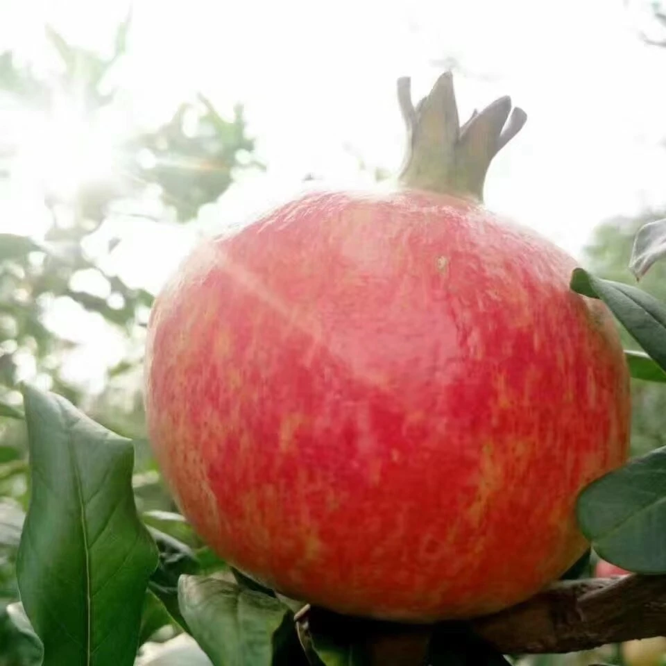 应季石榴突尼斯软籽河阴软籽5石榴斤  树