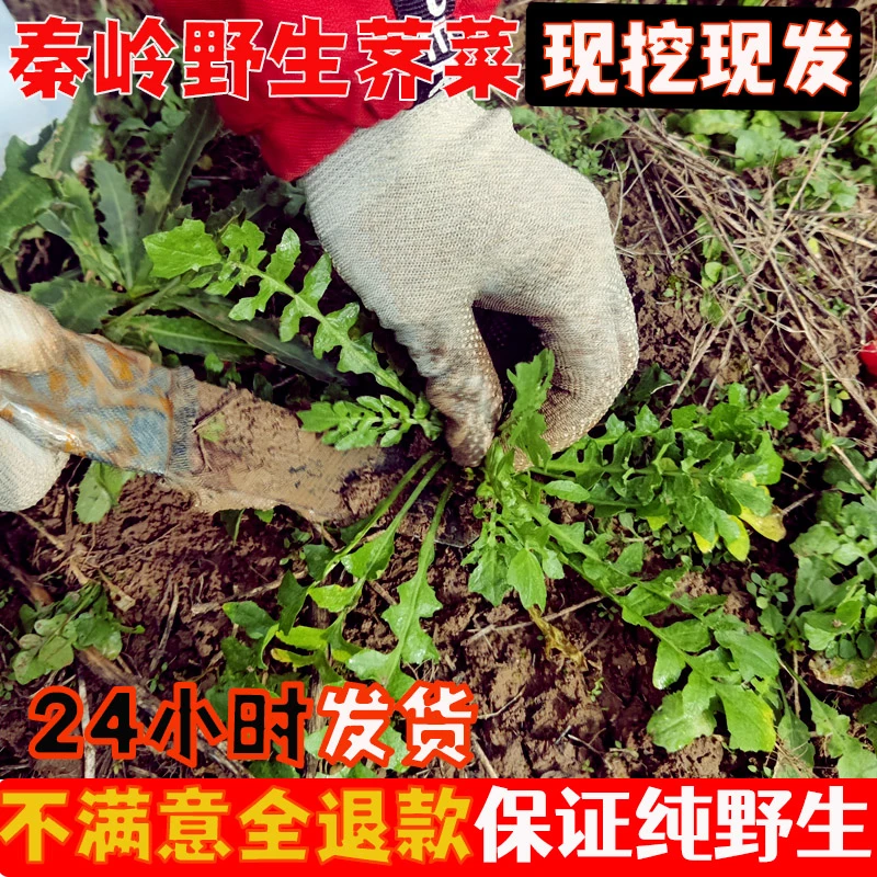 秦岭纯野生荠菜新鲜包邮野生荠荠菜地菜野菜馄饨饺子馅现挖现发