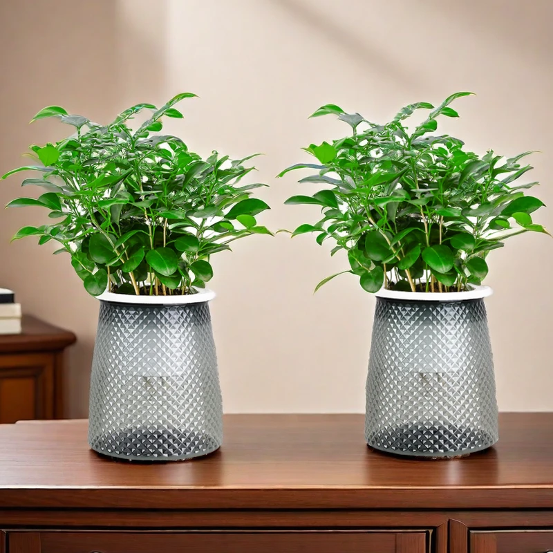 【买一送一】九里香开花美观植物盆栽四季常青好养绿植客厅办公桌