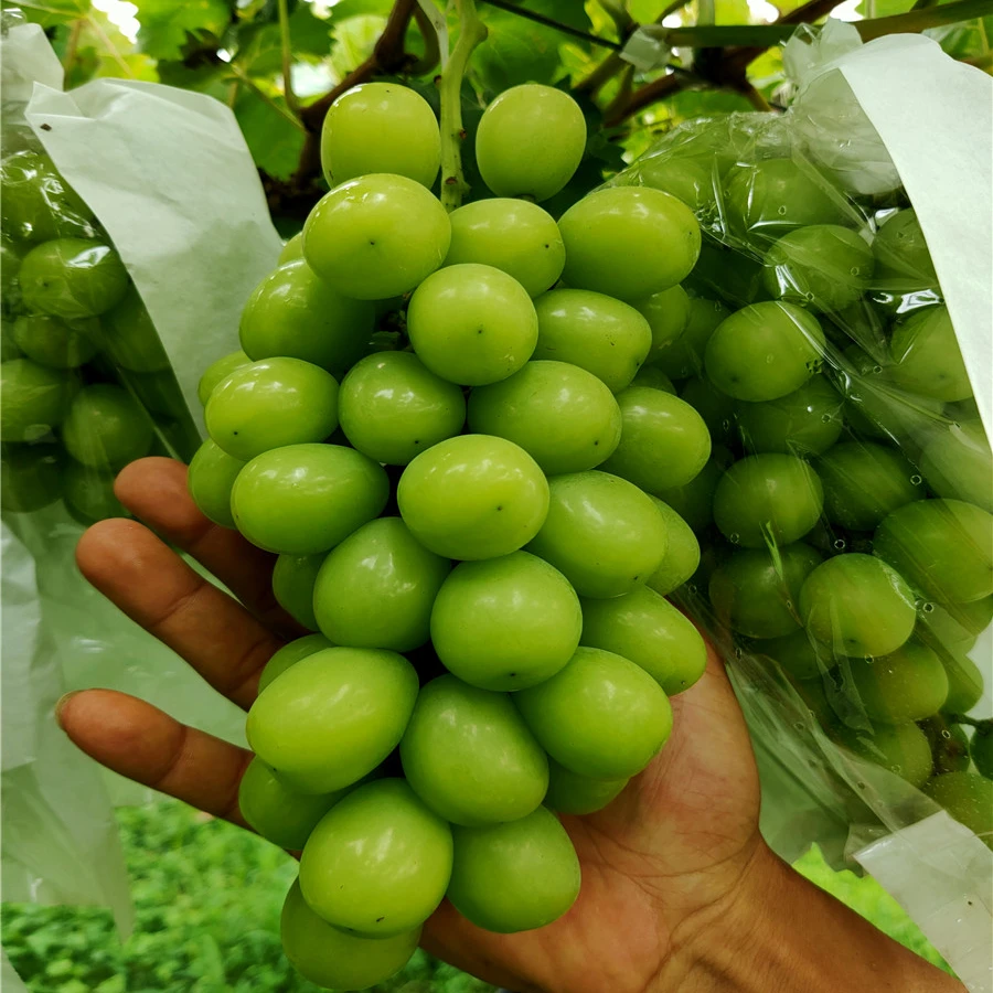 （数量不多了）速抢 阳光玫瑰葡萄苗嫁接苗当年结果耐寒耐旱