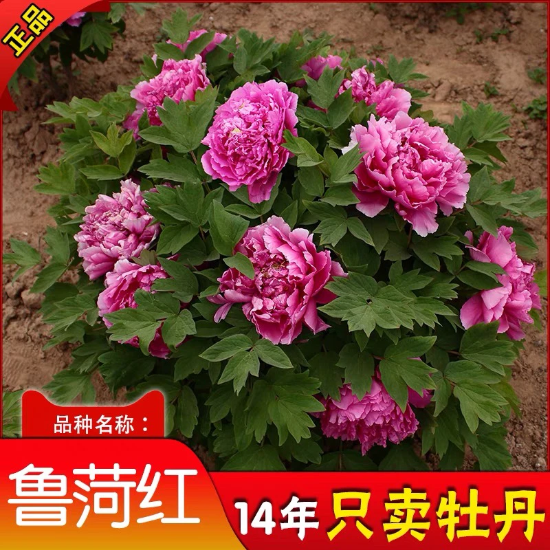 【鲁菏红】红色系重瓣牡丹花裸根山东基地直发【先发肥料 秋季发苗】