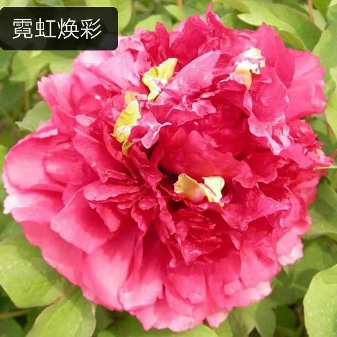 【霓虹焕彩】精品牡丹花裸根发货山东基地【先发肥料 秋季发苗】