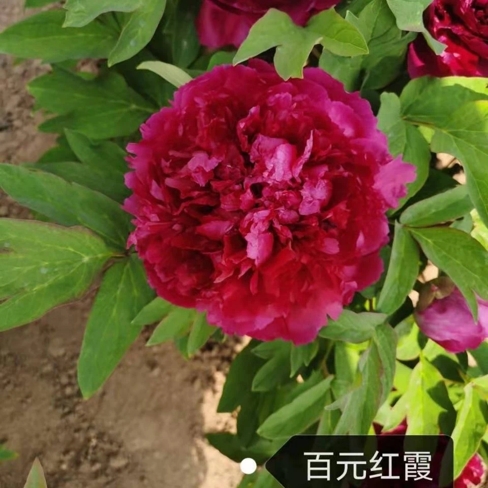 【百园红霞】精品重瓣牡丹裸根山东基地直发【先发肥料 秋季发苗】