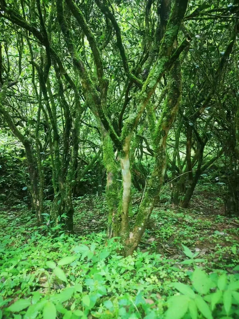 （武夷百年老枞水仙）改价通用链接2   每泡8.5g