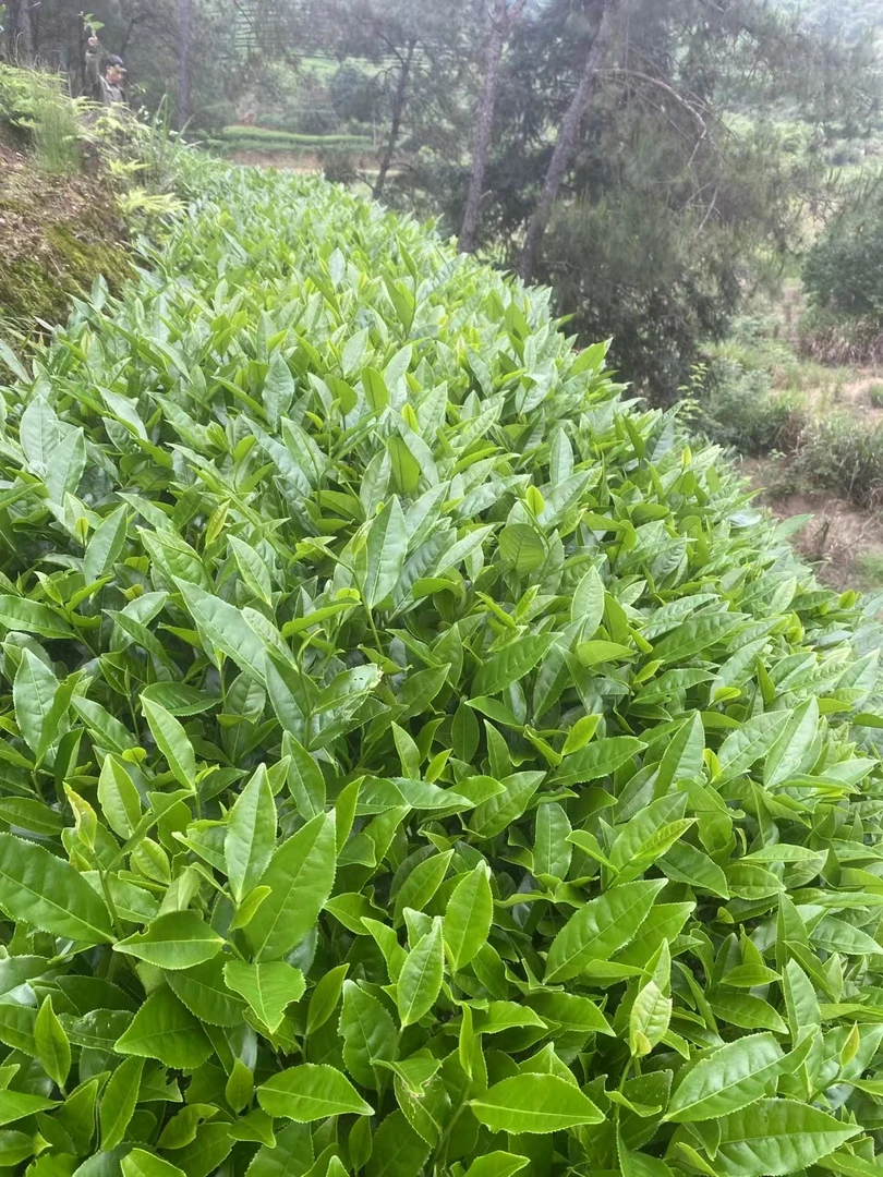 （武夷水仙）改价通用链接1   每泡8.5g