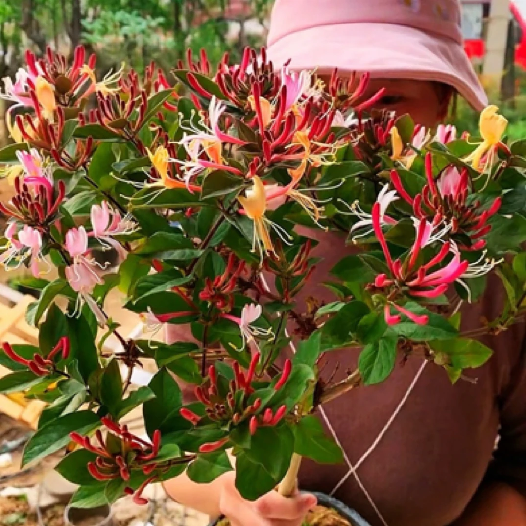 【买1️⃣送1️⃣】多彩红色金银花南方北方盆栽地栽耐高温耐寒闻香