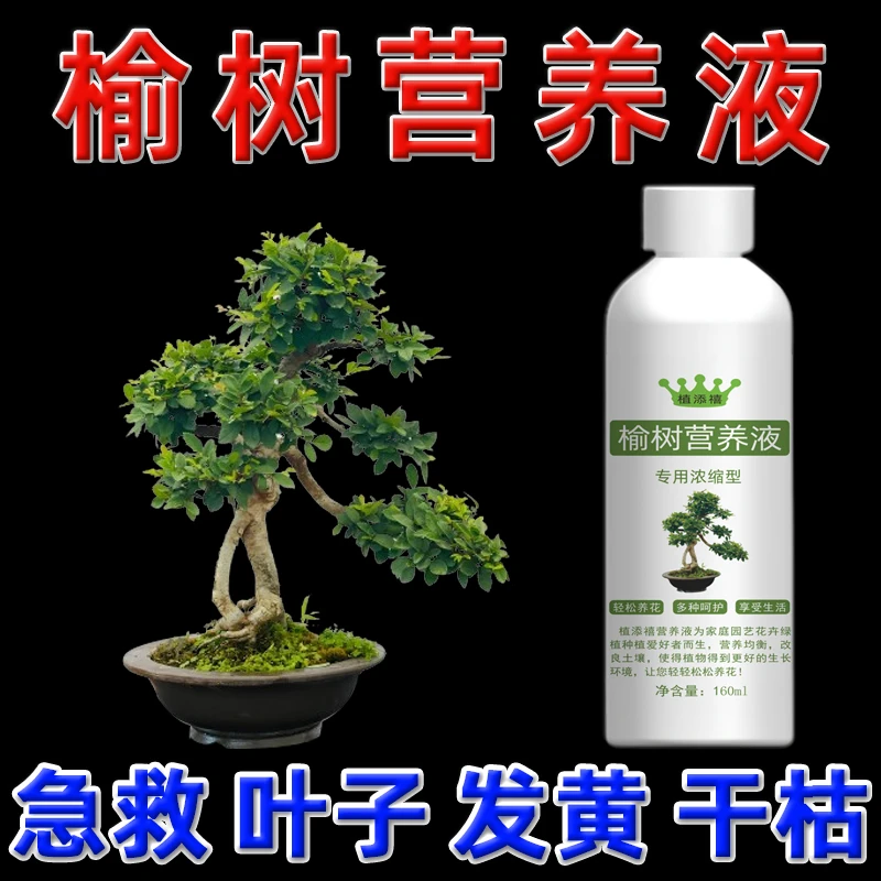 榆树盆景营养液小叶榔榆肥料老桩专用肥料叶面肥叶子枯黄掉叶黑叶