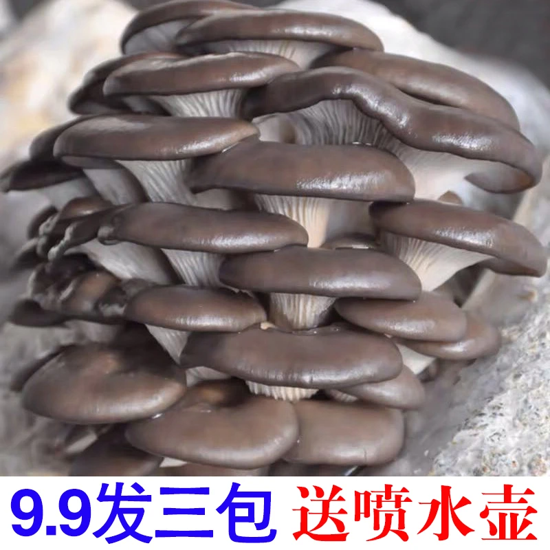 【好养买1发3】喷水就长蘑菇菌包菌包好养菌菇种植包食用菌菌棒平菇