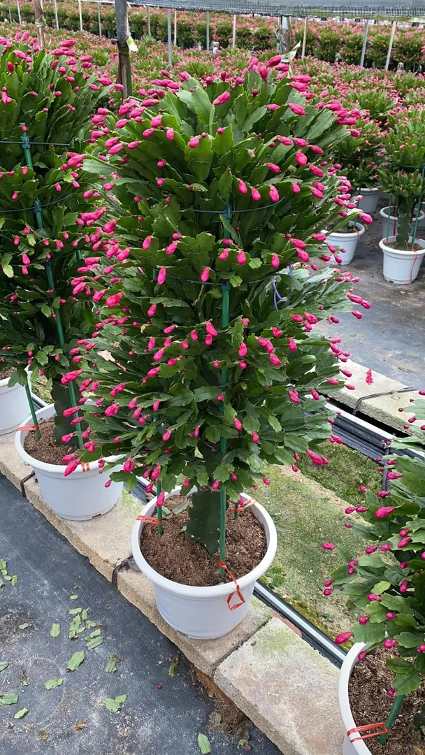 【单杆五层蟹爪兰】野生三角柱嫁接蟹爪兰四季均可种植开花植物