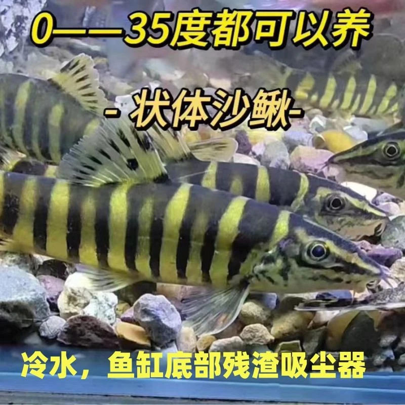 清道夫沙鳅鱼粪九间原生冷水工具淡水冷水鱼观赏鱼游鱼观赏生态鱼