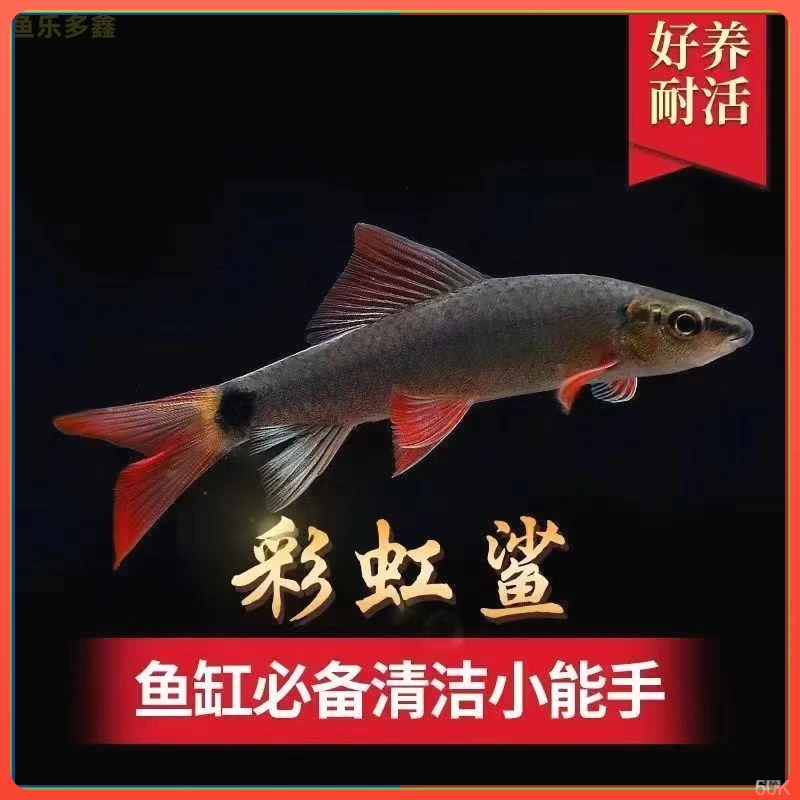 彩虹鲨清道夫清洁鱼热带鱼水族鱼清道夫鱼群淡水混养观赏群游鱼