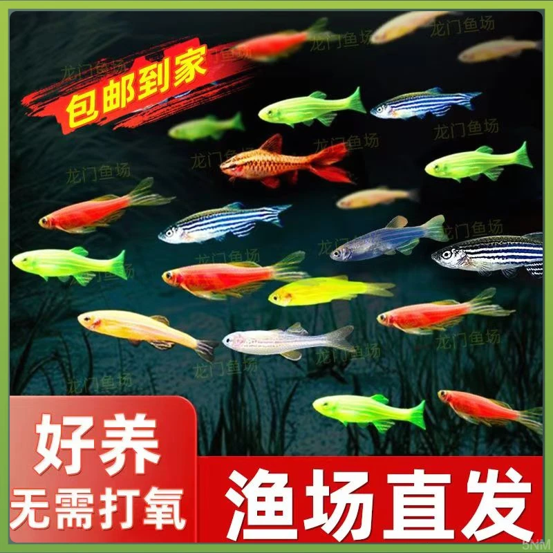 糖果养鱼灯科鱼斑马小鱼红蓝斑马莓养鱼蓝活鱼冷水鱼好爱养活