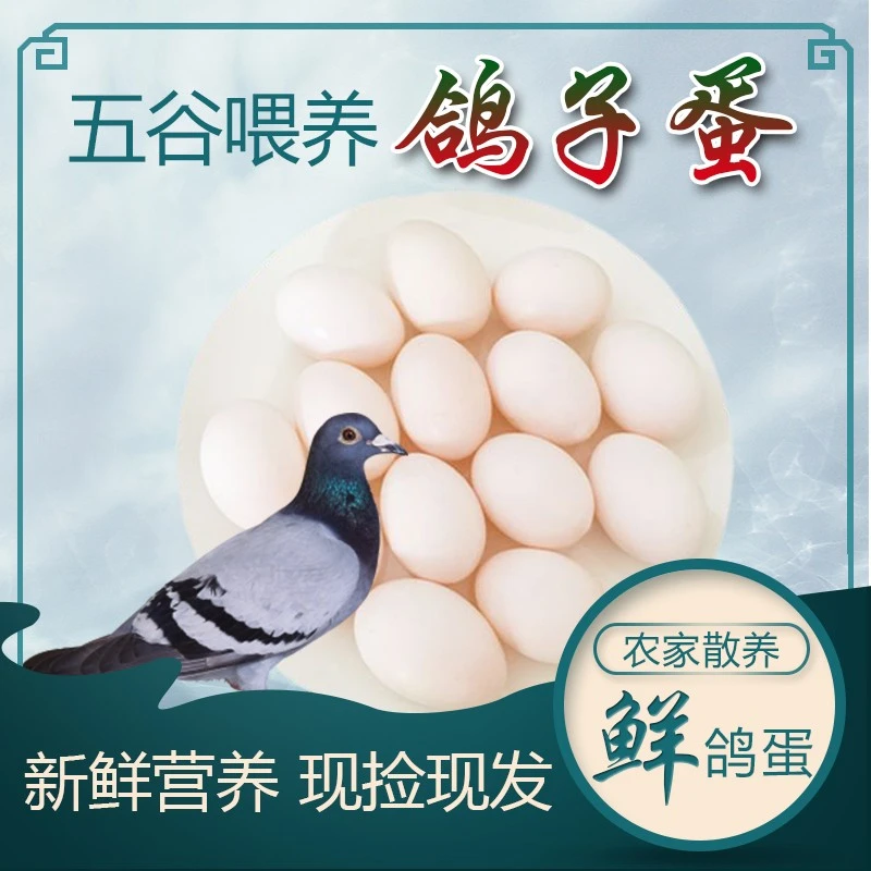 新鲜鸽子蛋 顺风包邮 杂粮喂养 30枚鸽蛋