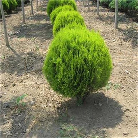 洒金柏树苗松柏苗木室外绿植风景树四季不落叶黄金柏原生香松扁柏