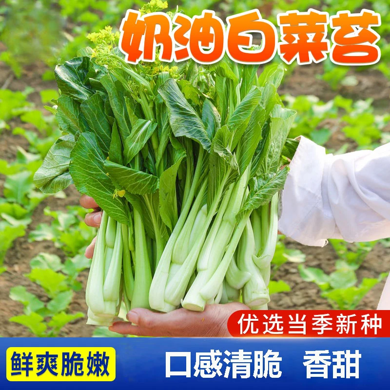 奶油【白菜苔种子】菜心苔芯青菜阳台庭院盆栽四季播种采收蔬菜种籽