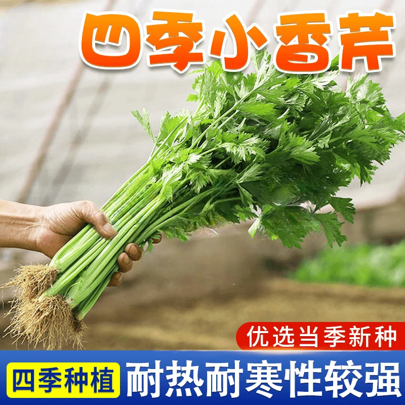 四季【小香芹种子】芹菜种子清香脆嫩香味浓郁阳台盆栽种植蔬菜种子