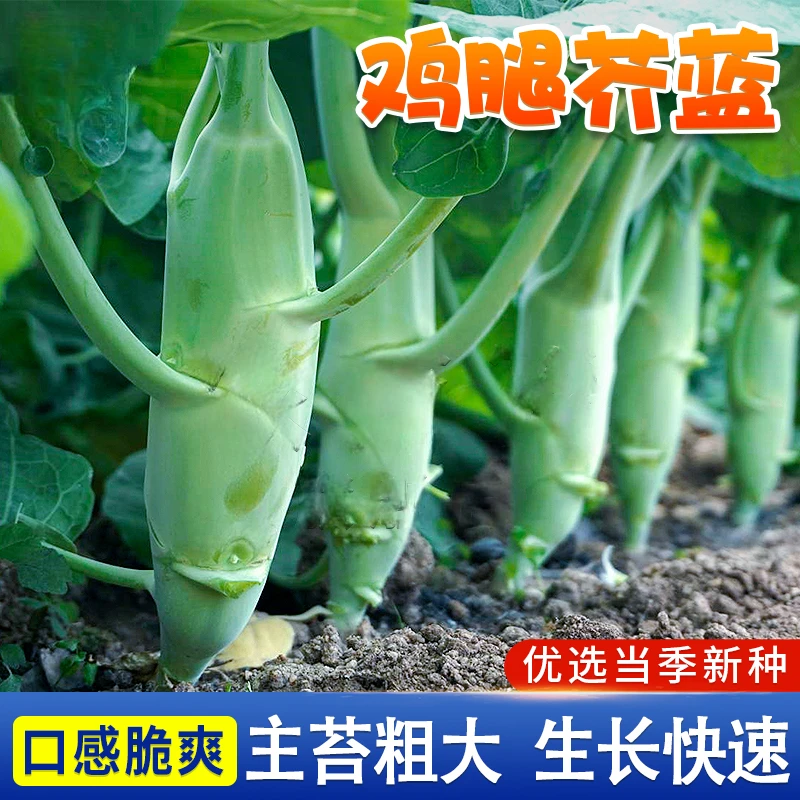 【鸡腿芥兰种子】甜脆粗条芥蓝种籽菜园四季阳台小院盆栽蔬菜种植