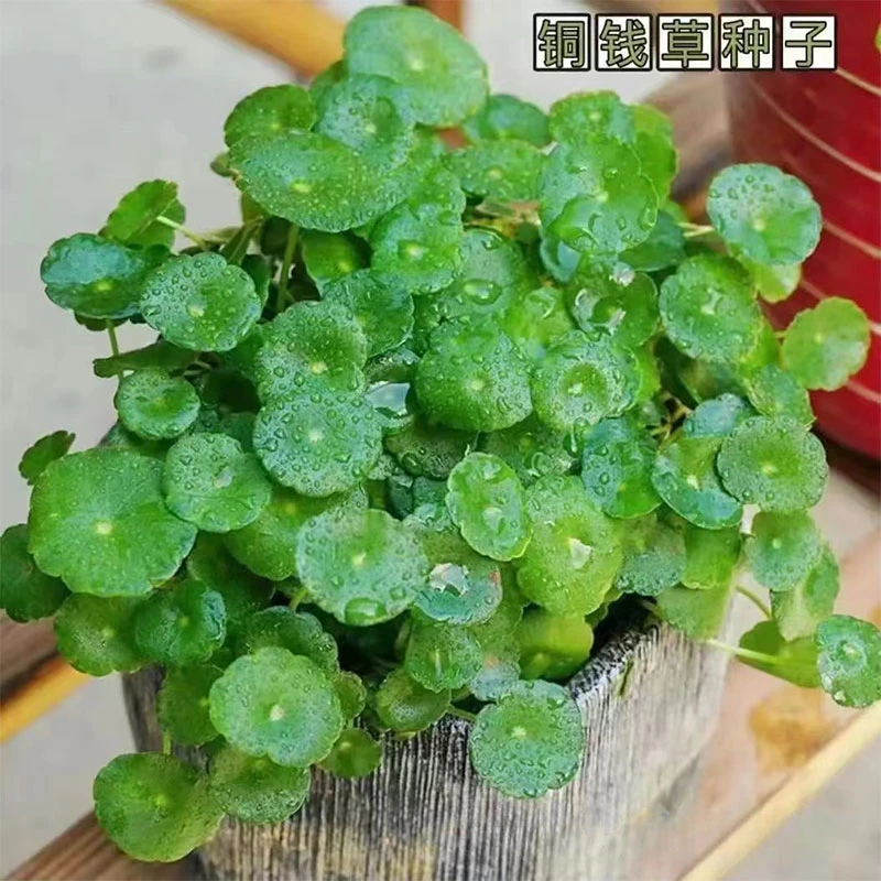 【水培铜钱草种子】大叶水养种籽水培植物花卉室内盆栽常青